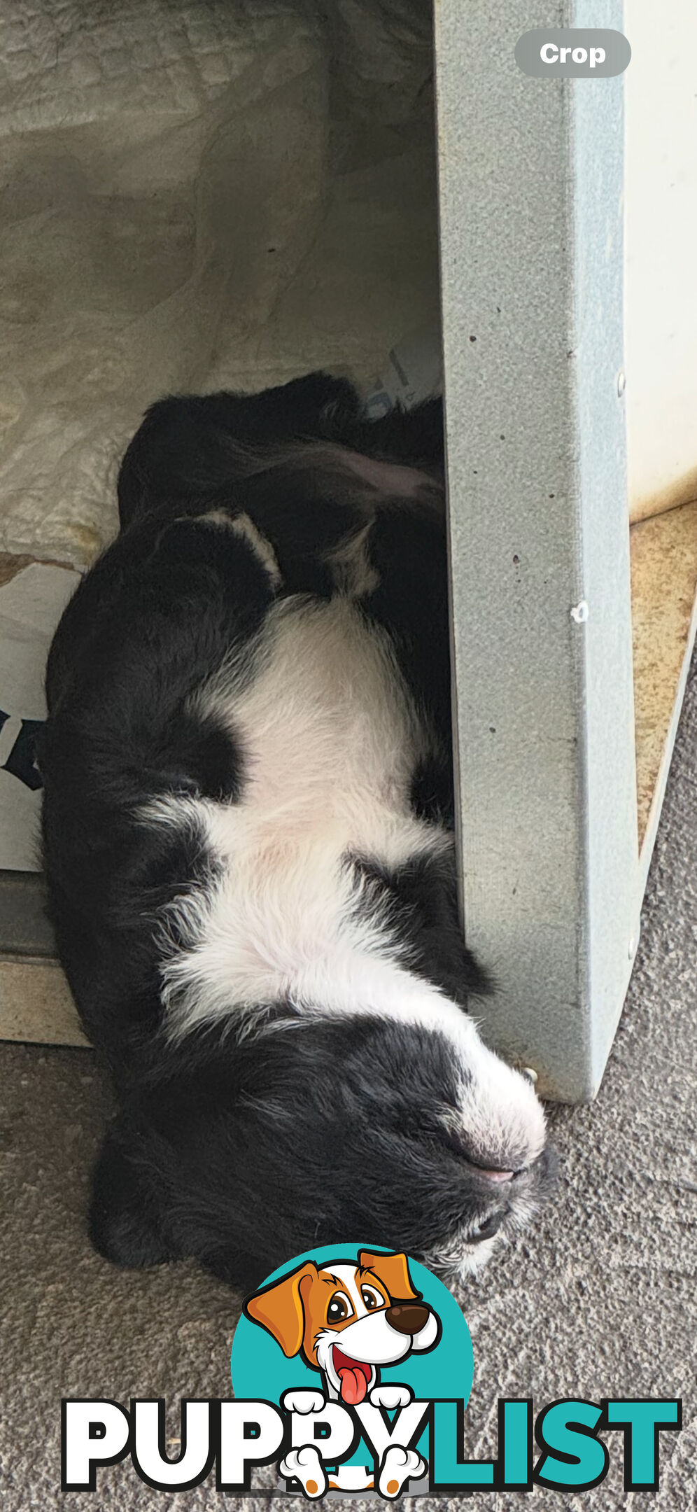 American Staffy X Maltese Terrier puppies