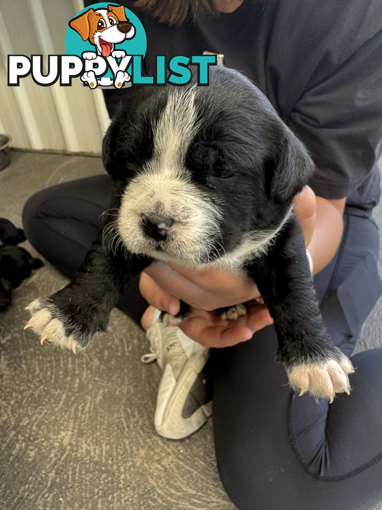 American Staffy X Maltese Terrier puppies