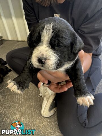 American Staffy X Maltese Terrier puppies