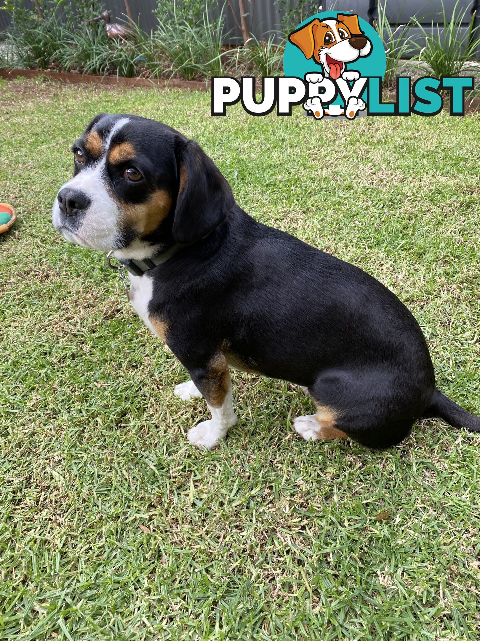 Beagle x Cavalier King Charles