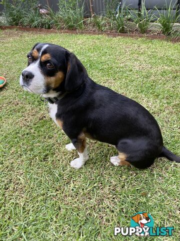 Beagle x Cavalier King Charles
