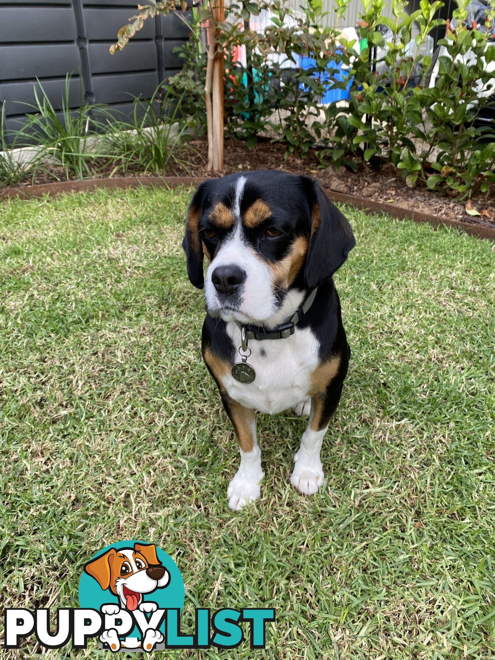 Beagle x Cavalier King Charles