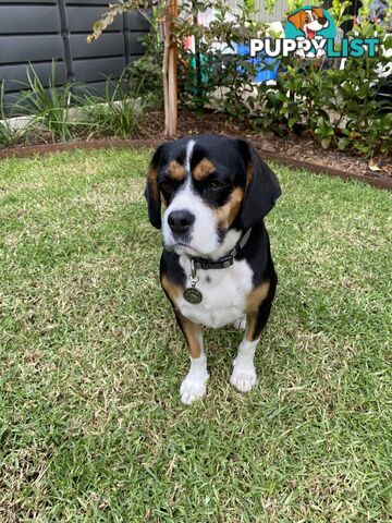 Beagle x Cavalier King Charles
