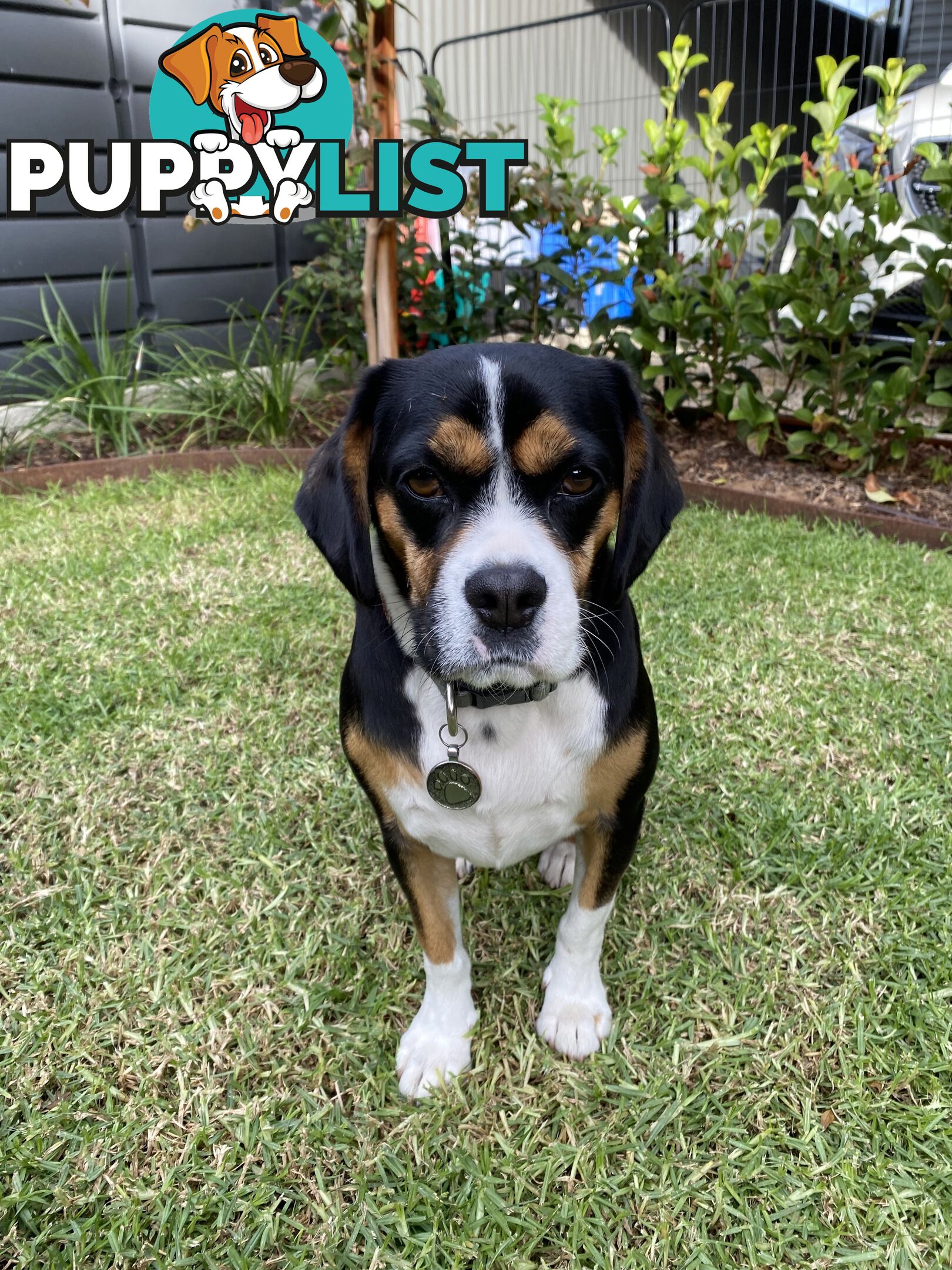 Beagle x Cavalier King Charles