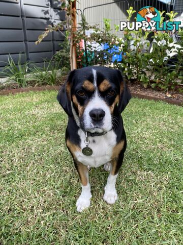 Beagle x Cavalier King Charles
