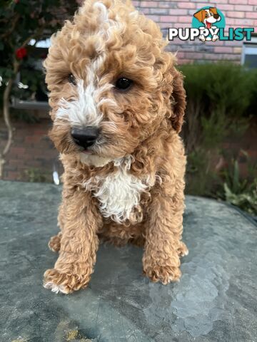 Toy Cavoodle puppies