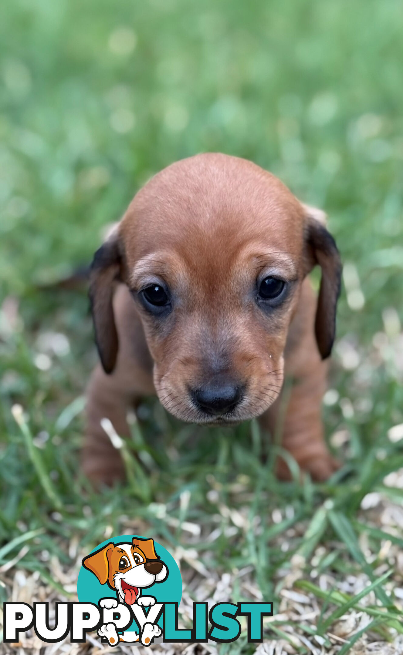 Miniature Dachsund Puppies Longhair and Shorthair Smooth