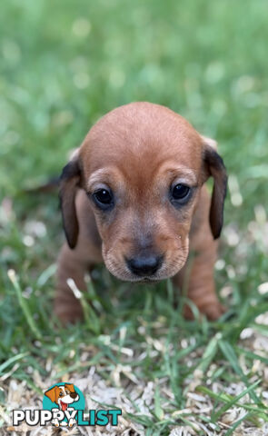 Miniature Dachsund Puppies Longhair and Shorthair Smooth