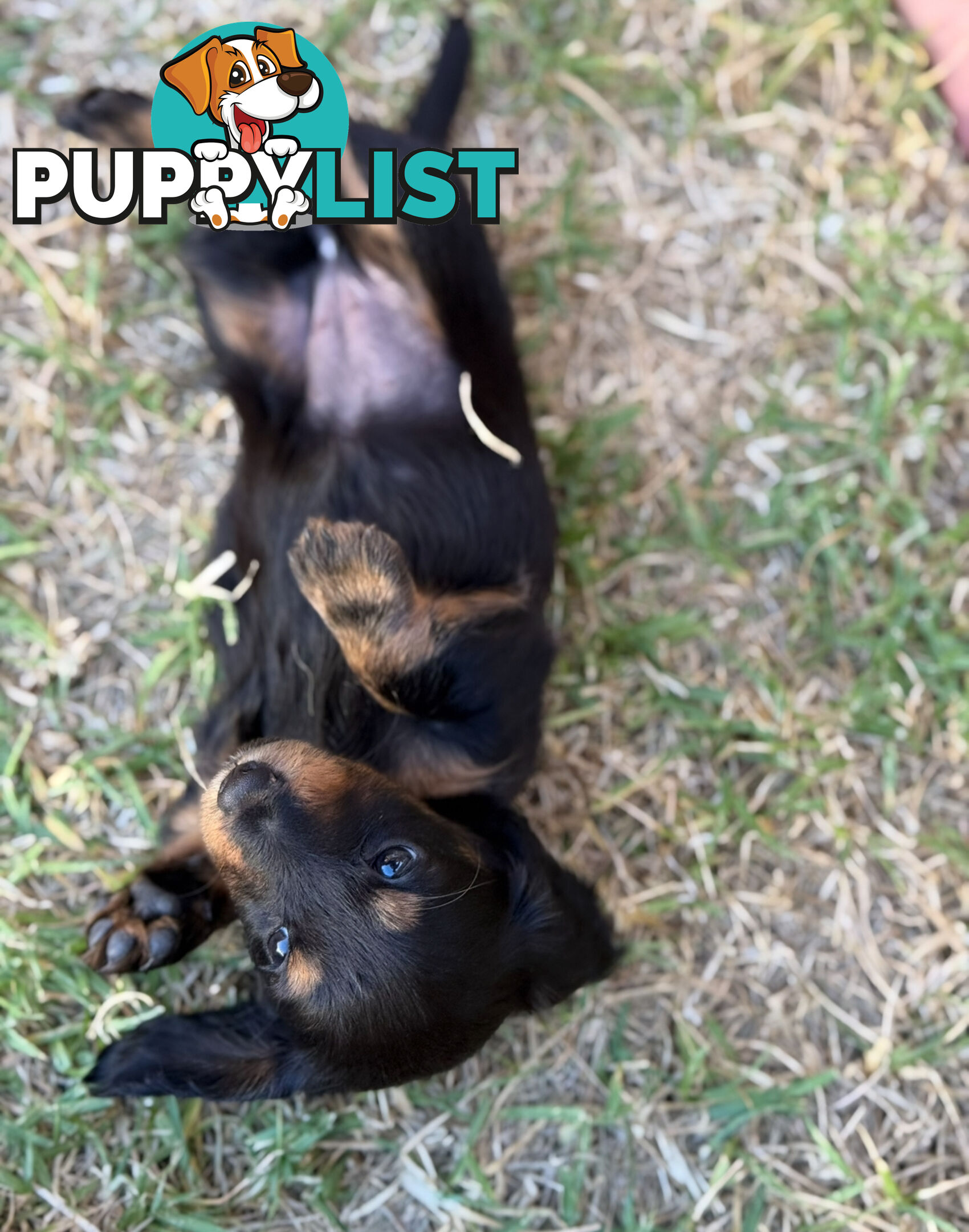 Miniature Dachsund Puppies Longhair and Shorthair Smooth