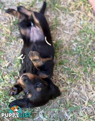 Miniature Dachsund Puppies Longhair and Shorthair Smooth