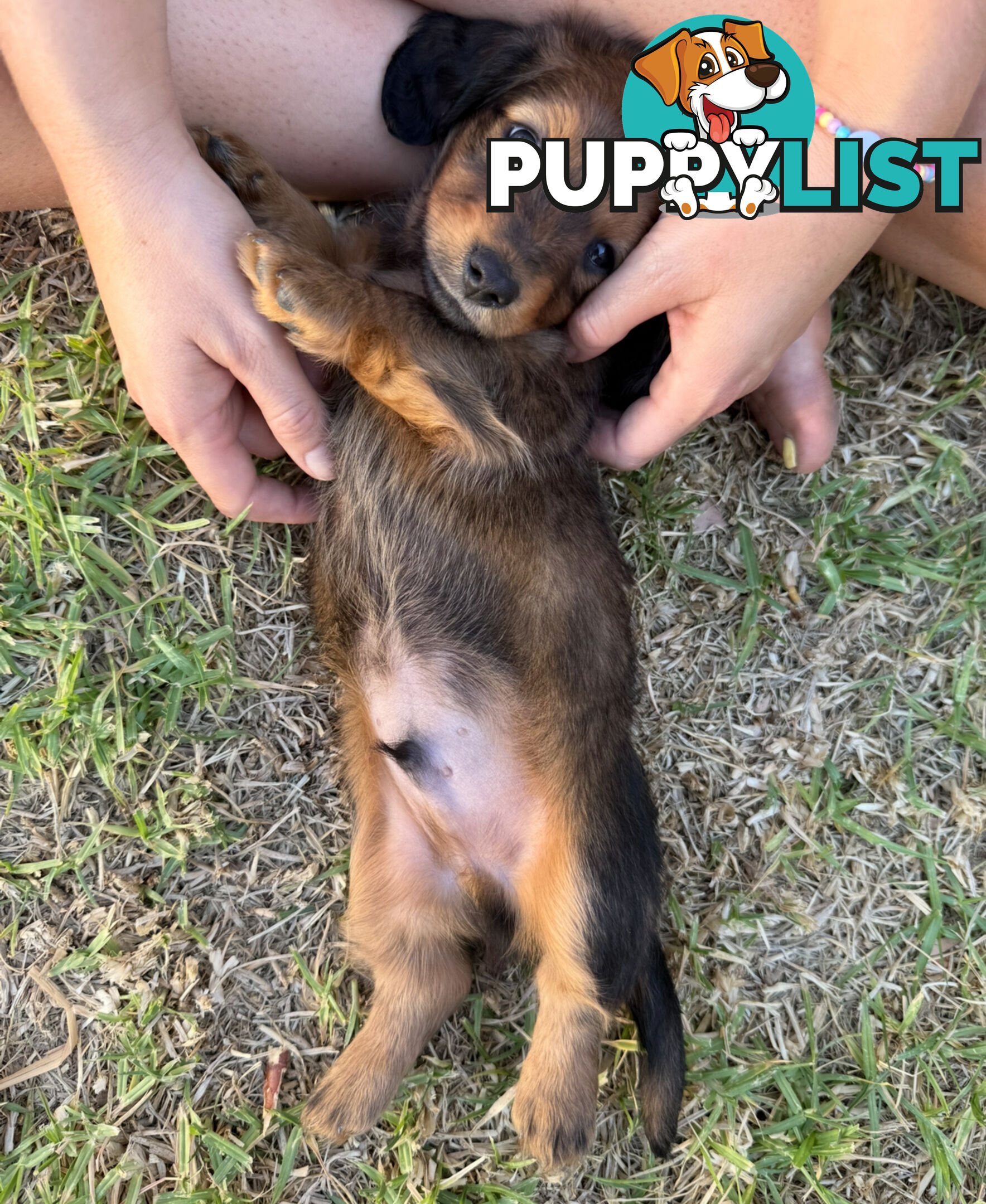 Miniature Dachsund Puppies Longhair and Shorthair Smooth