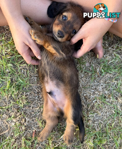 Miniature Dachsund Puppies Longhair and Shorthair Smooth