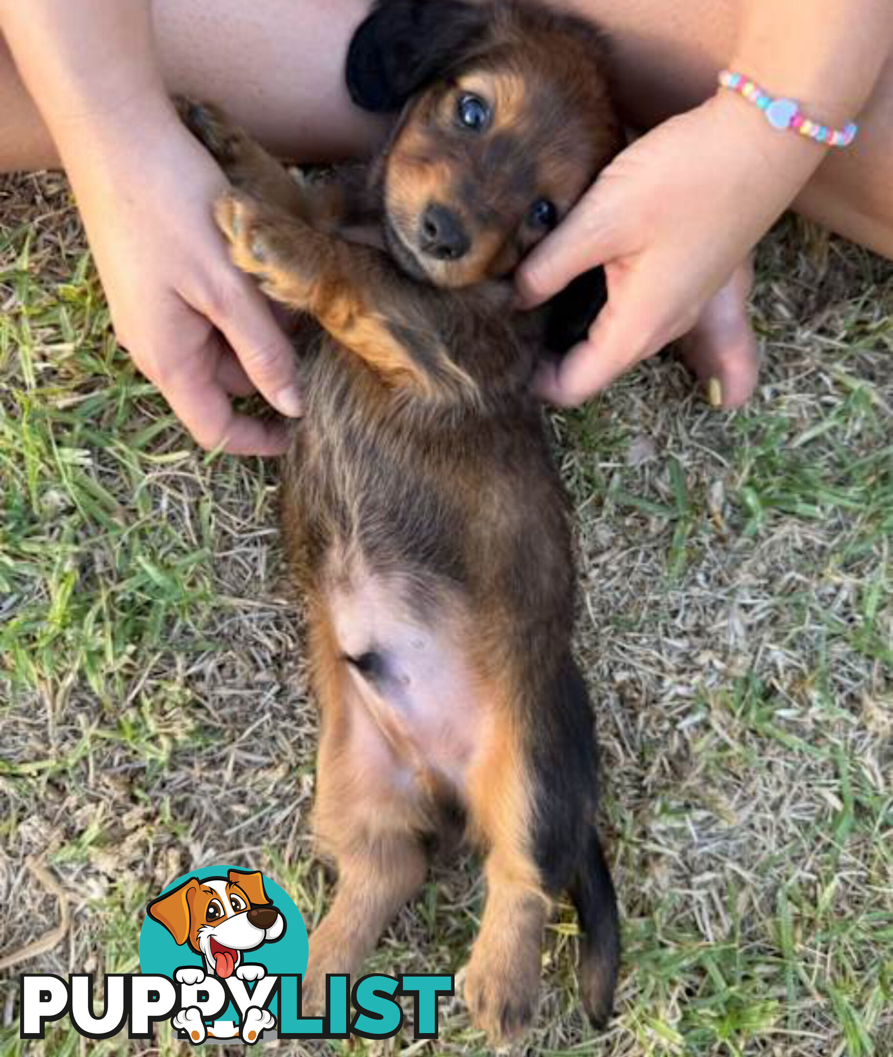 Miniature Dachsund Puppies Longhair and Shorthair Smooth