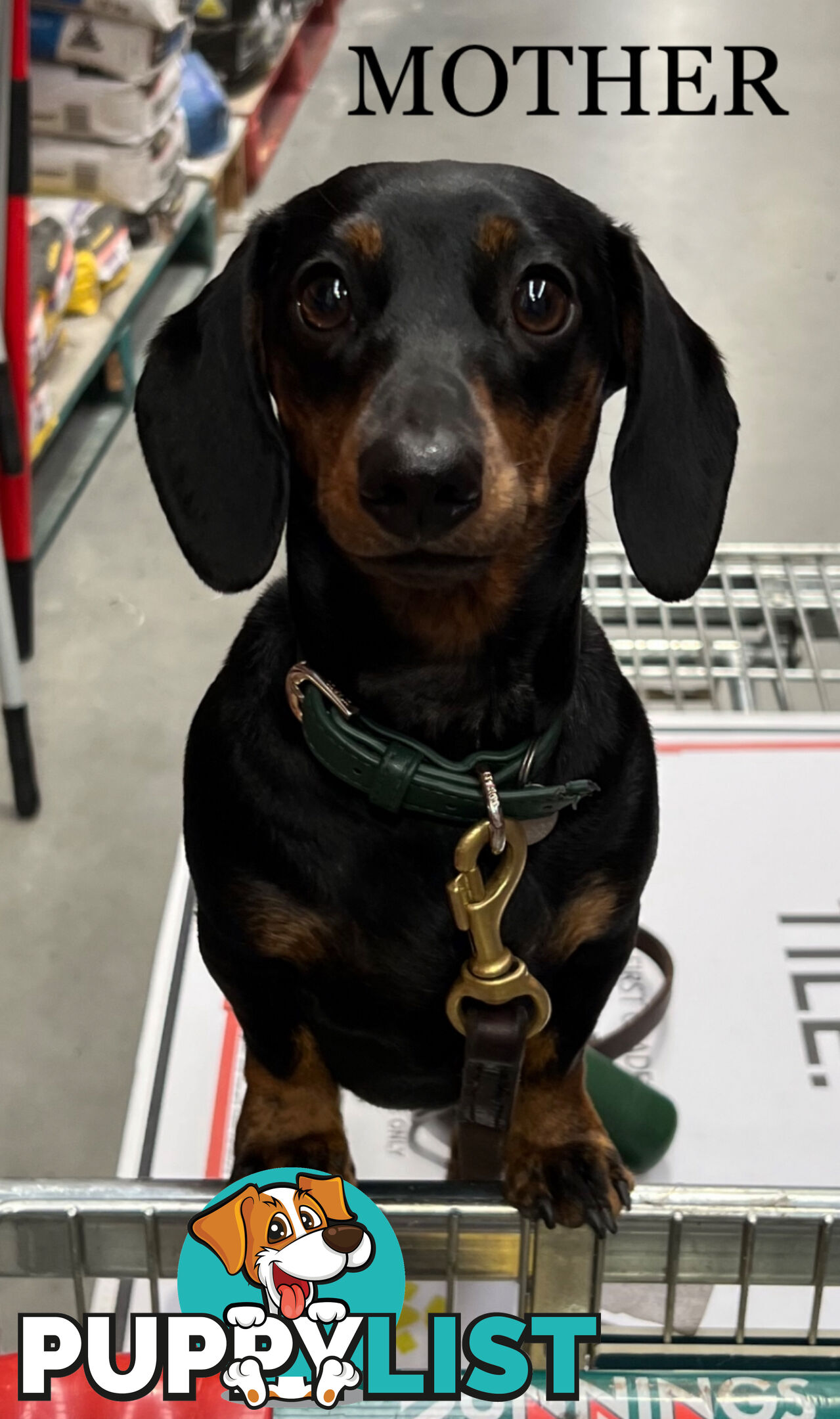 Miniature Dachsund Puppies Longhair and Shorthair Smooth