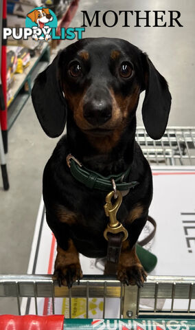 Miniature Dachsund Puppies Longhair and Shorthair Smooth