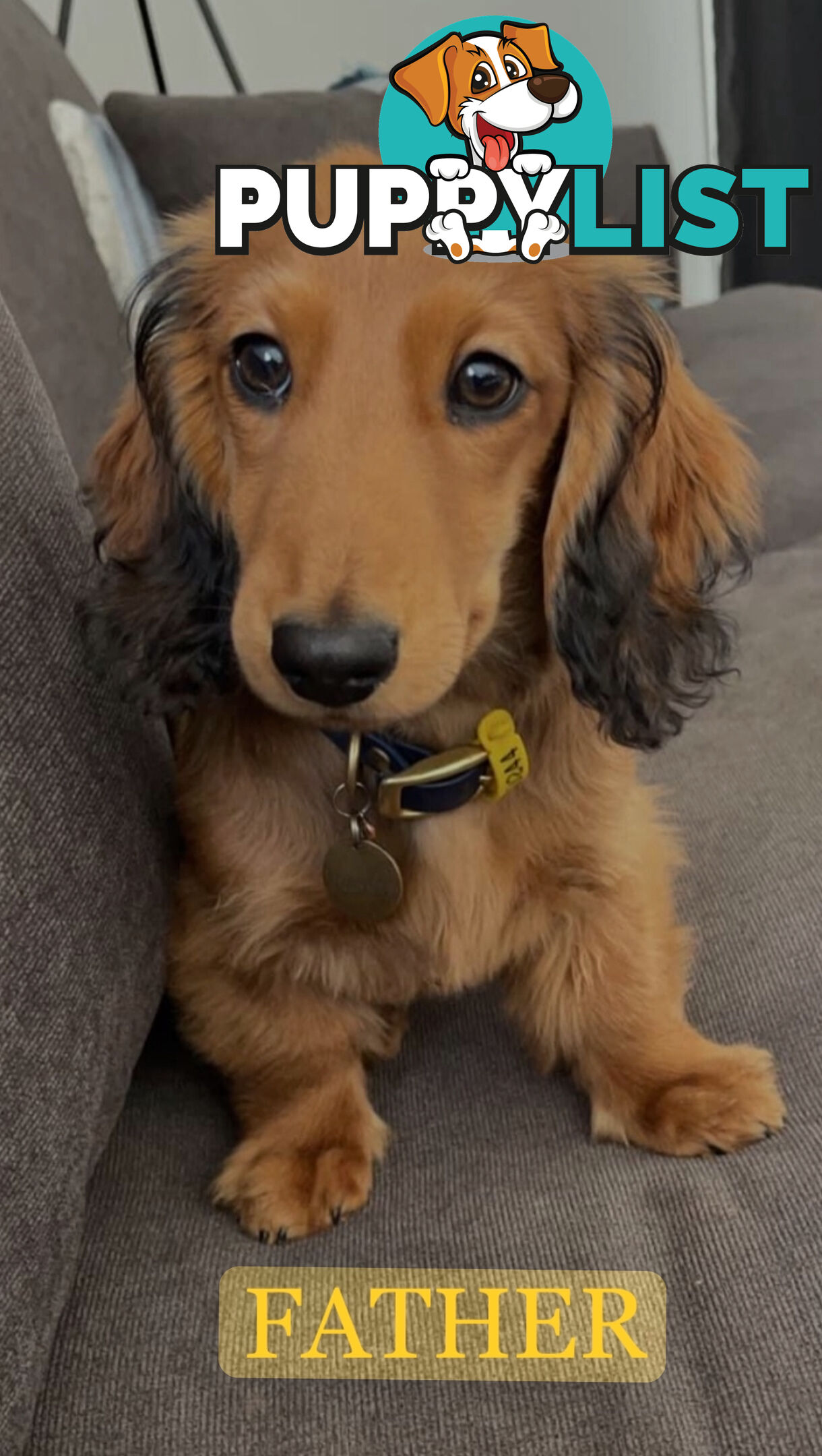 Miniature Dachsund Puppies Longhair and Shorthair Smooth