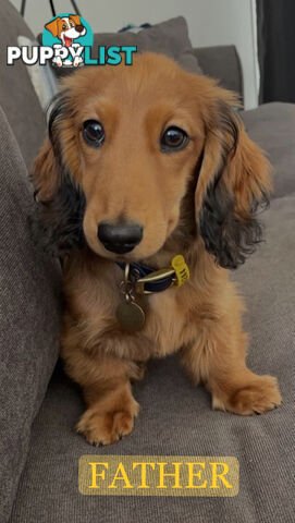 Miniature Dachsund Puppies Longhair and Shorthair Smooth