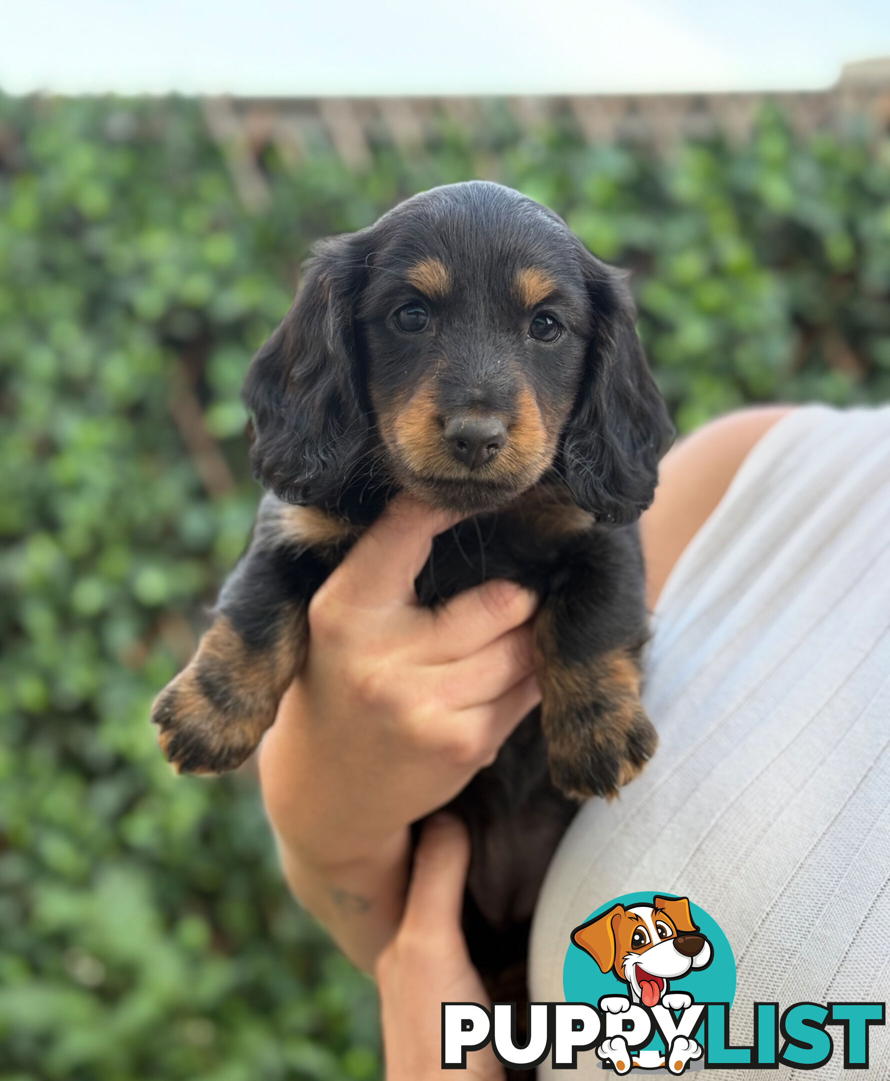 Miniature Dachsund Puppies Longhair and Shorthair Smooth