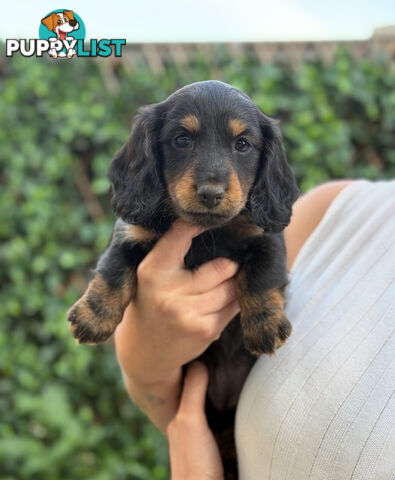 Miniature Dachsund Puppies Longhair and Shorthair Smooth