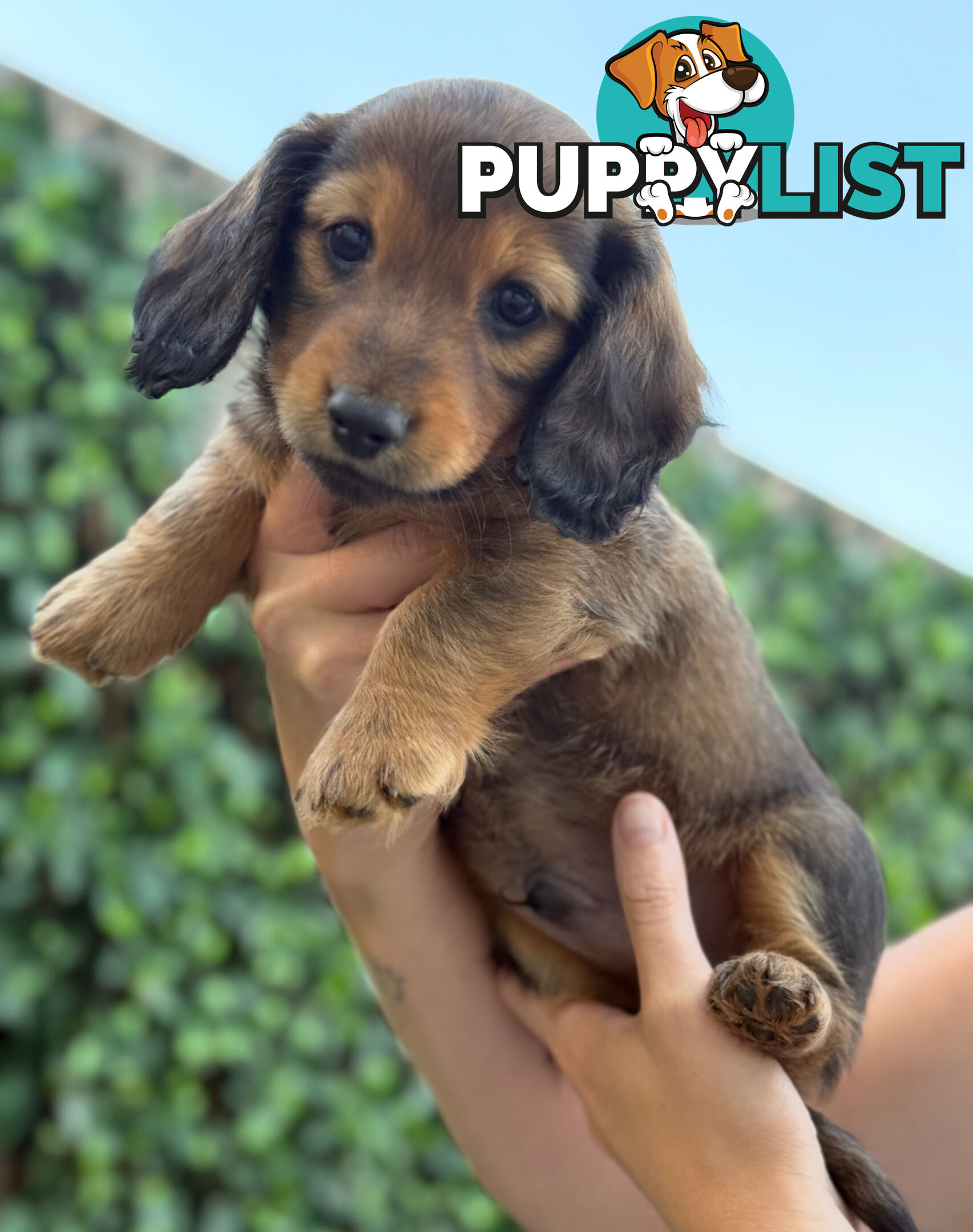 Miniature Dachsund Puppies Longhair and Shorthair Smooth