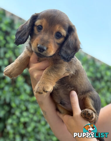 Miniature Dachsund Puppies Longhair and Shorthair Smooth