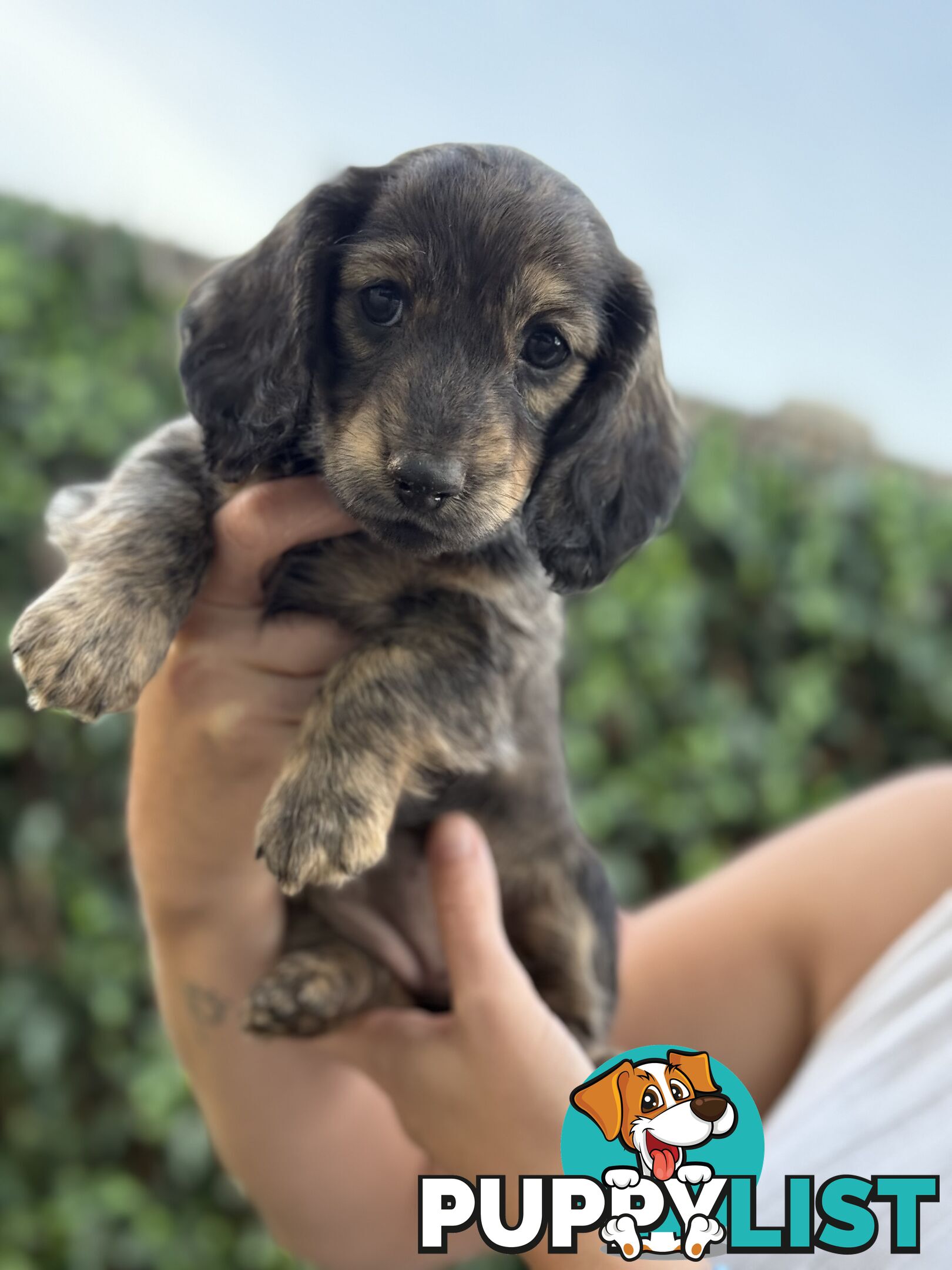 Miniature Dachsund Puppies Longhair and Shorthair Smooth