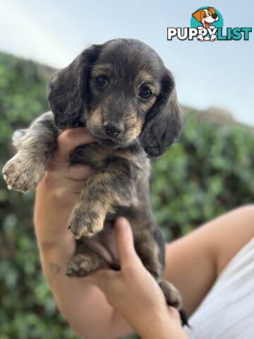 Miniature Dachsund Puppies Longhair and Shorthair Smooth