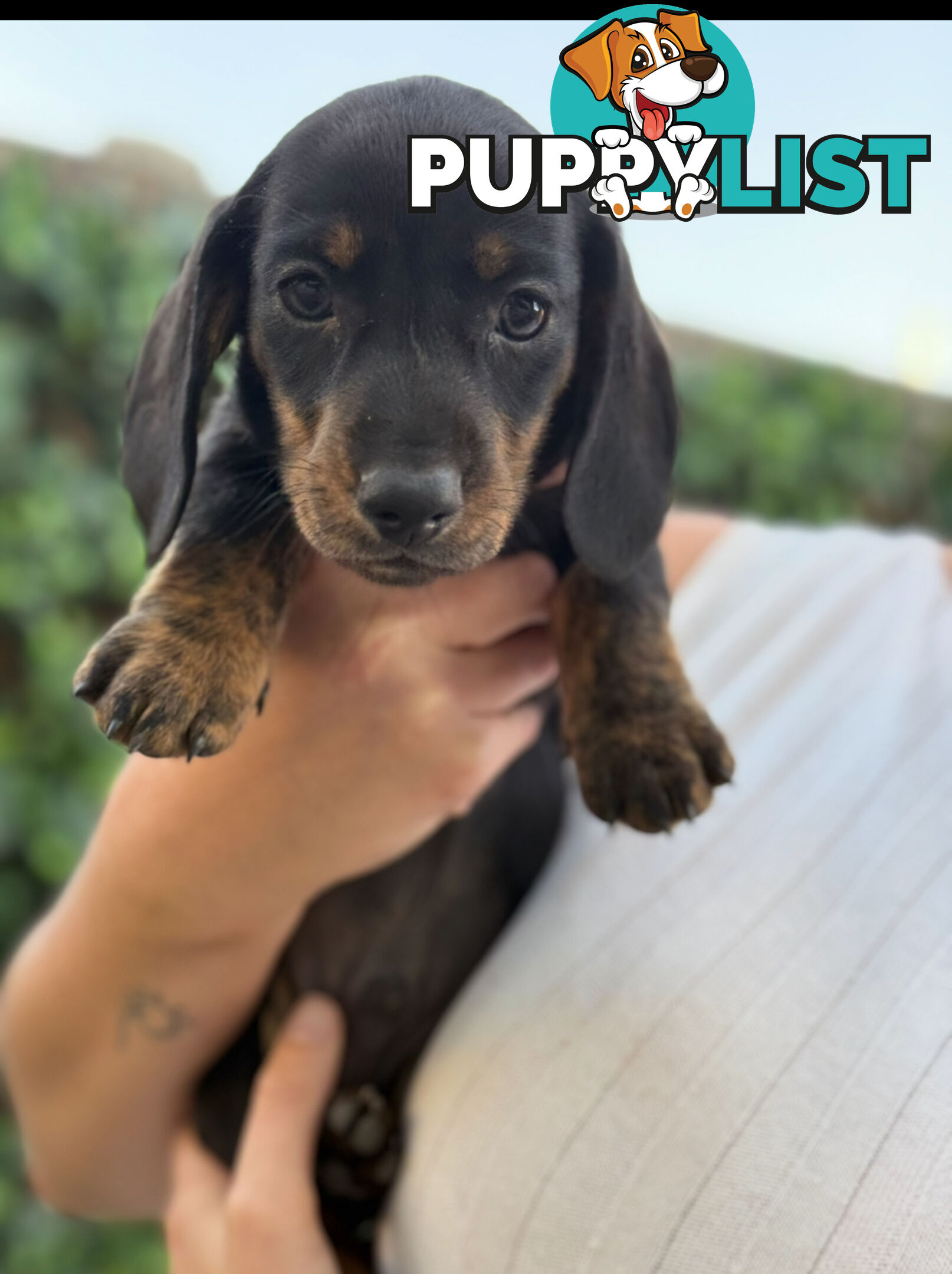 Miniature Dachsund Puppies Longhair and Shorthair Smooth