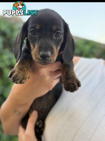 Miniature Dachsund Puppies Longhair and Shorthair Smooth