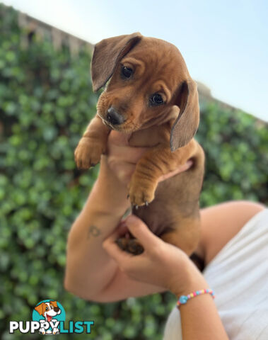 Miniature Dachsund Puppies Longhair and Shorthair Smooth