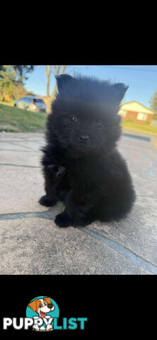 🖤 3 Adorable small Black Pomeranian Puppies for Sale! 🐾