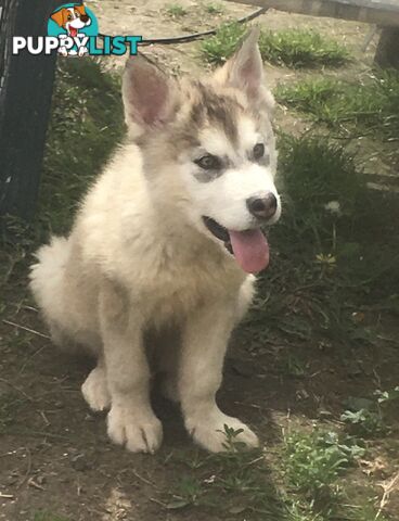 Purebred Alaskan malamute puppies