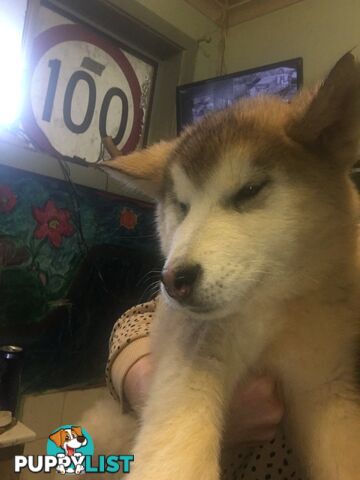 Purebred Alaskan malamute puppies