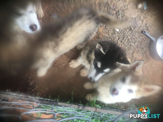 Purebred Alaskan malamute puppies