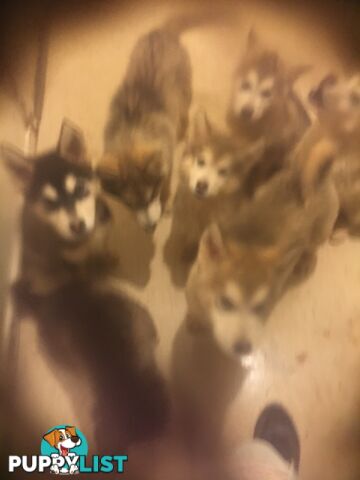 Purebred Alaskan malamute puppies