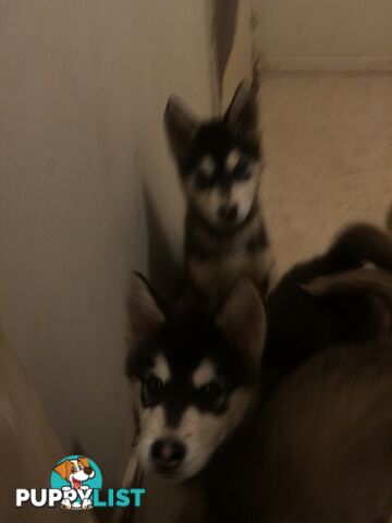 Purebred Alaskan malamute puppies