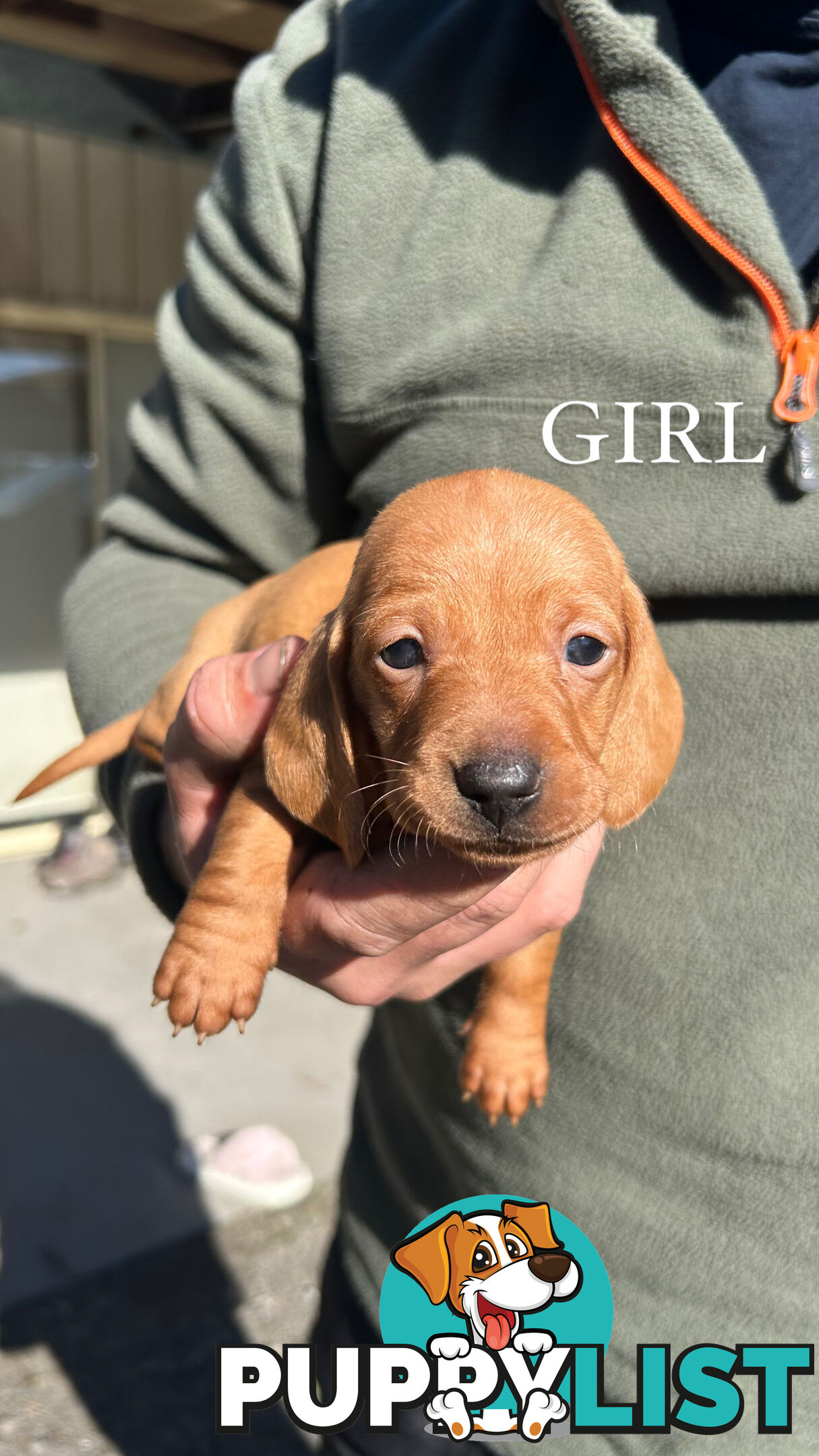 MINIATURE DACHSHUND PUPPIES