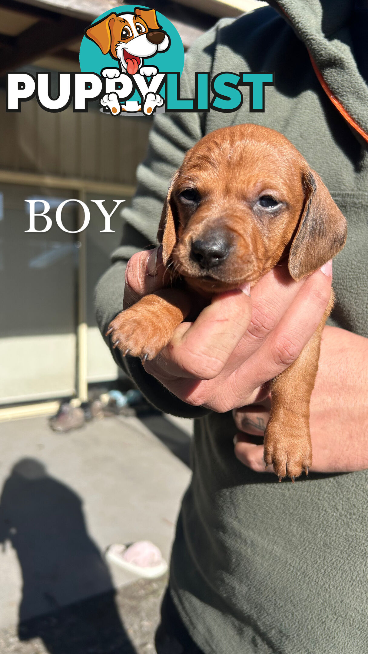 MINIATURE DACHSHUND PUPPIES