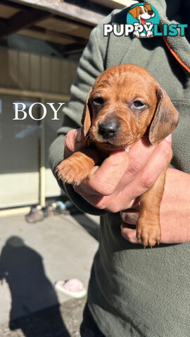 MINIATURE DACHSHUND PUPPIES