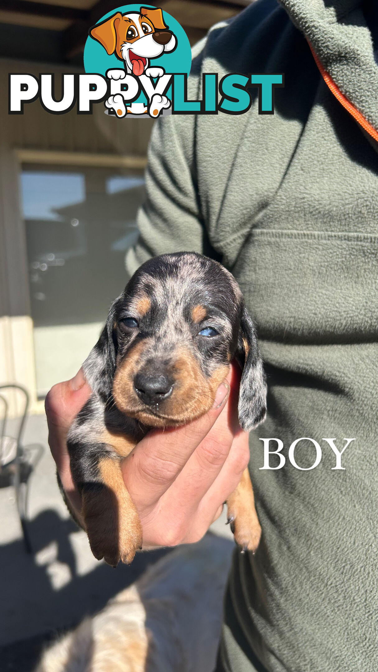 MINIATURE DACHSHUND PUPPIES