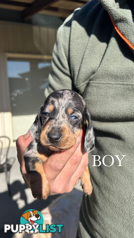 MINIATURE DACHSHUND PUPPIES