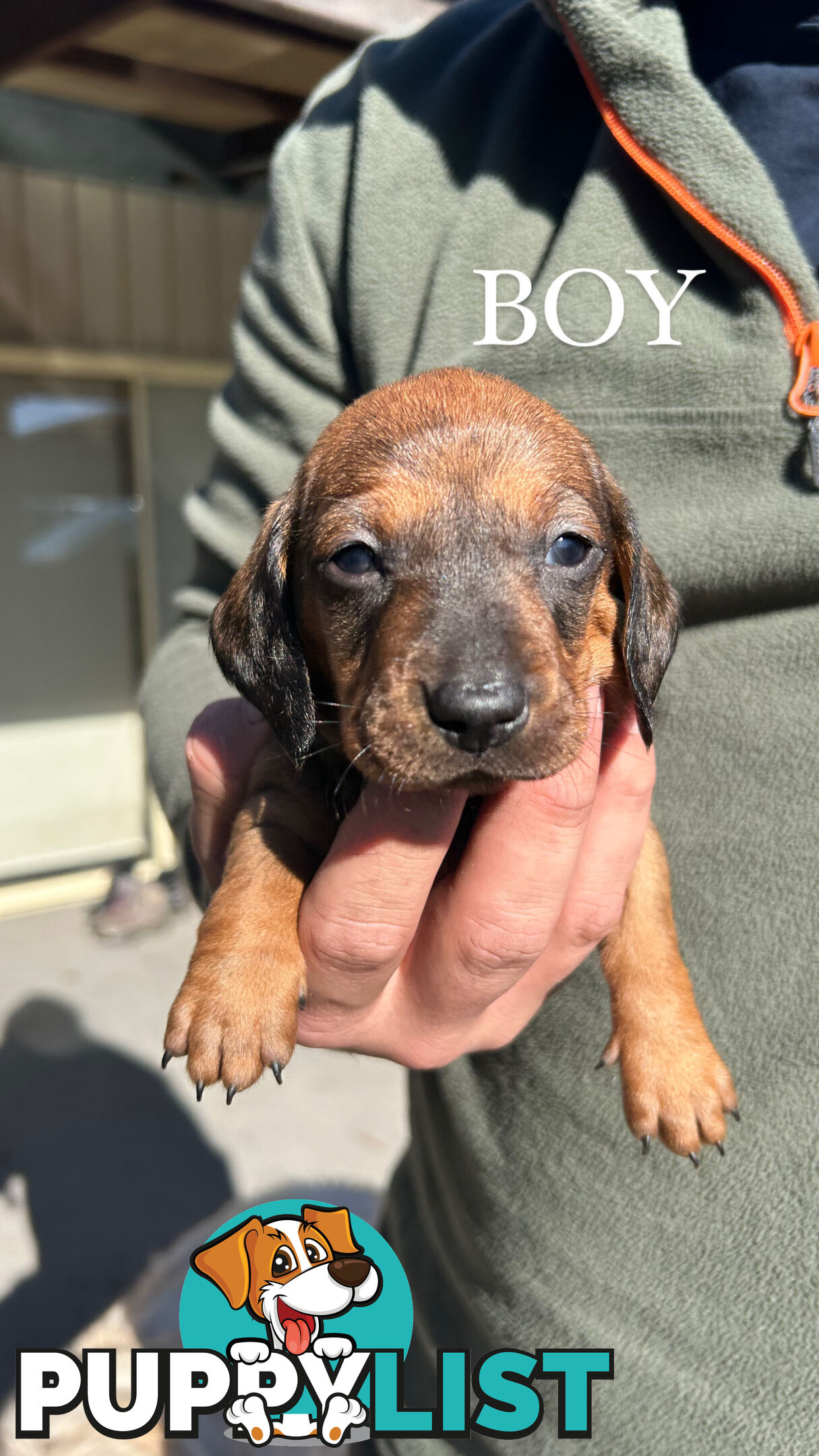 MINIATURE DACHSHUND PUPPIES
