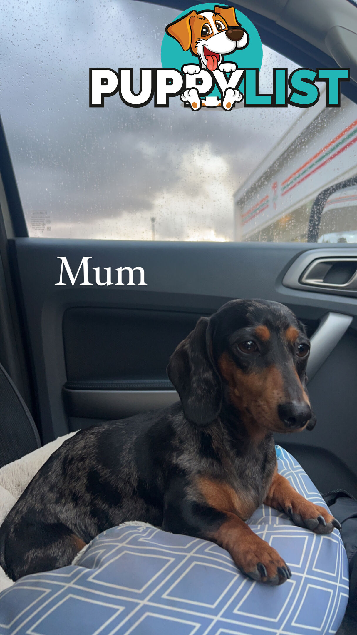 MINIATURE DACHSHUND PUPPIES