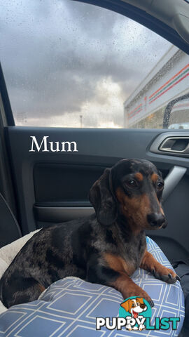 MINIATURE DACHSHUND PUPPIES