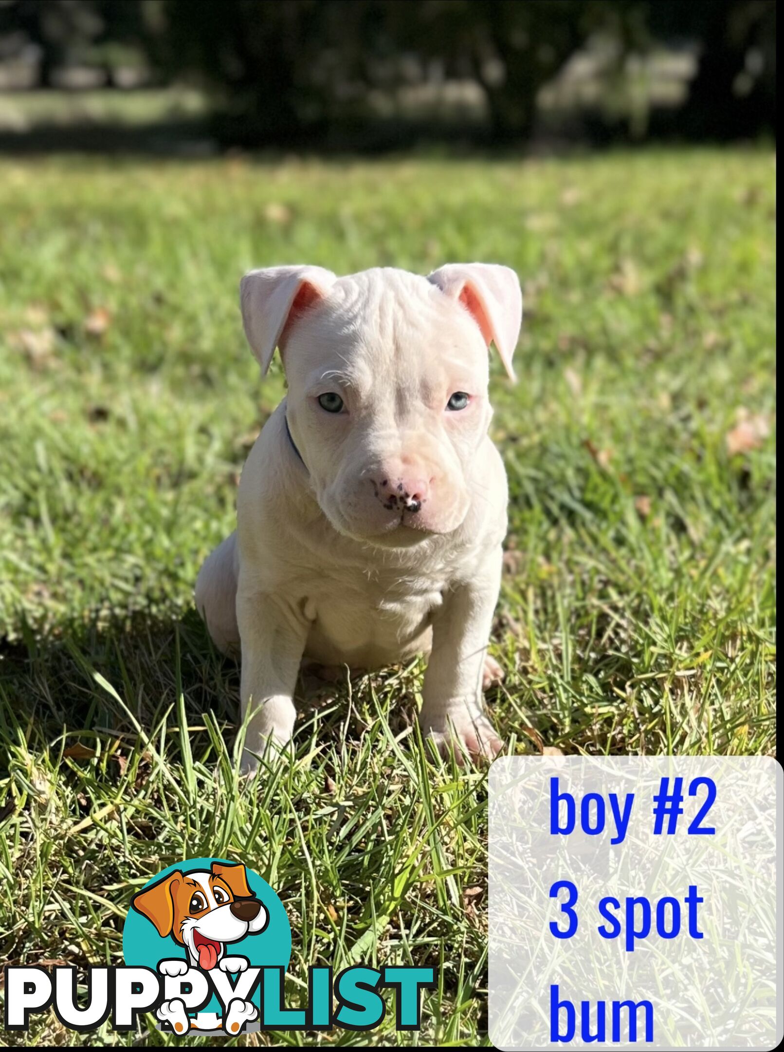 Purebred American Staffy pups