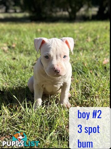 Purebred American Staffy pups