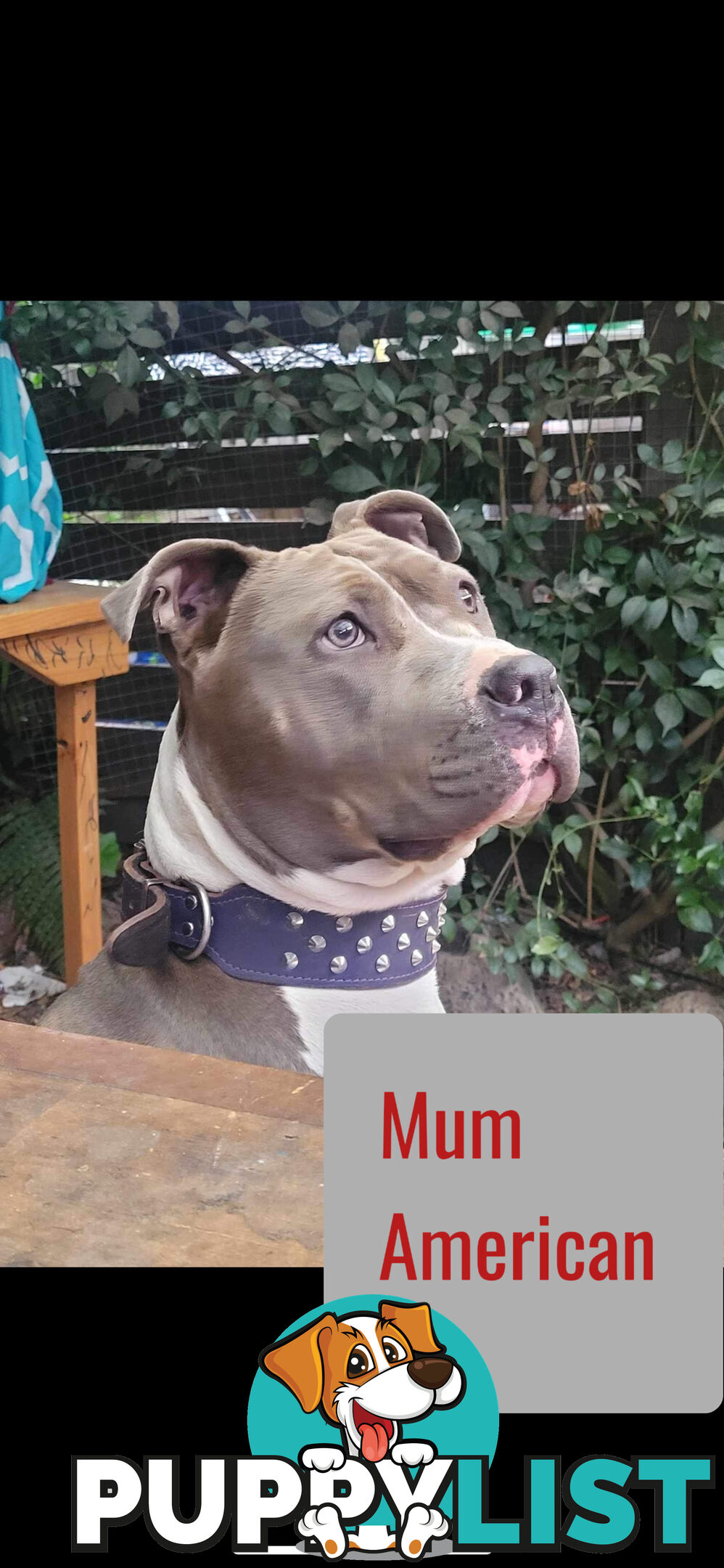 Purebred American Staffy pups