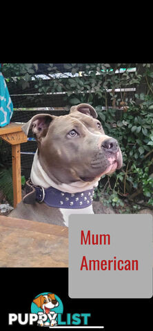 Purebred American Staffy pups