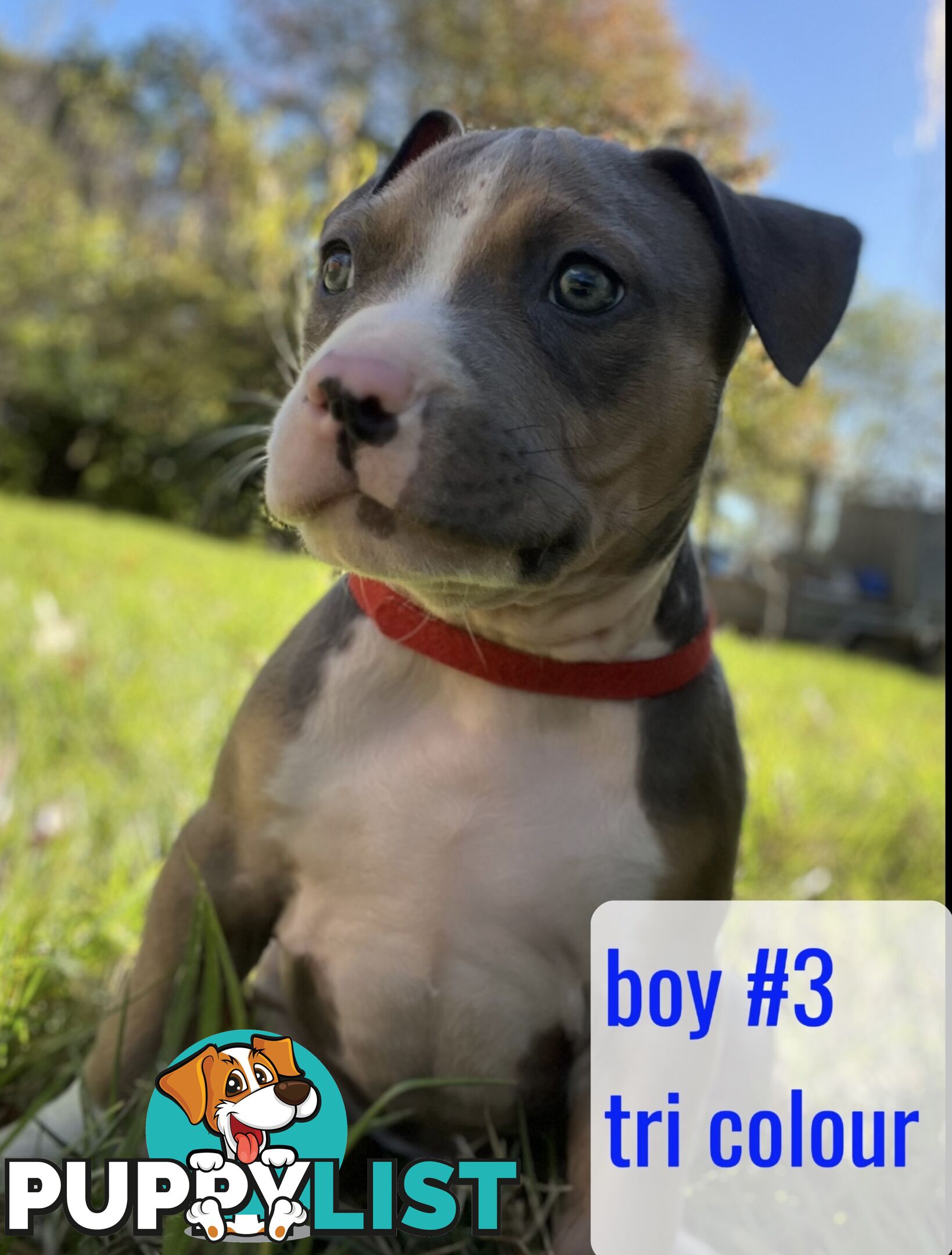 Purebred American Staffy pups