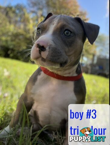 Purebred American Staffy pups
